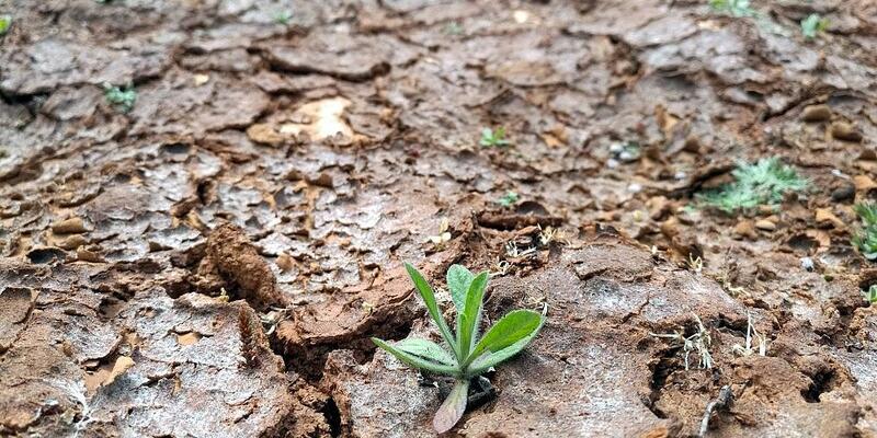 Trockenes Feld (Archiv) - Foto: via dts Nachrichtenagentur