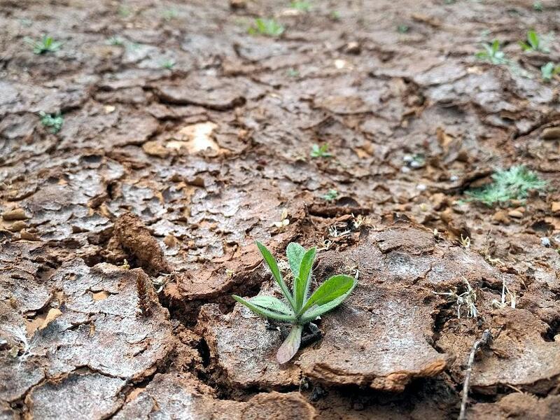 Trockenes Feld (Archiv) - Foto: via dts Nachrichtenagentur