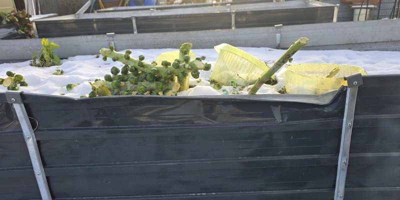 POL-NB: Rosenkohldiebe beschädigen Hochbeet - Foto: presseportal.de