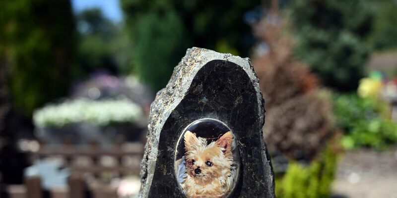 Auf einem Tierfriedhof liegen viele geliebte Haustiere begraben. - Foto: Soeren Stache/dpa