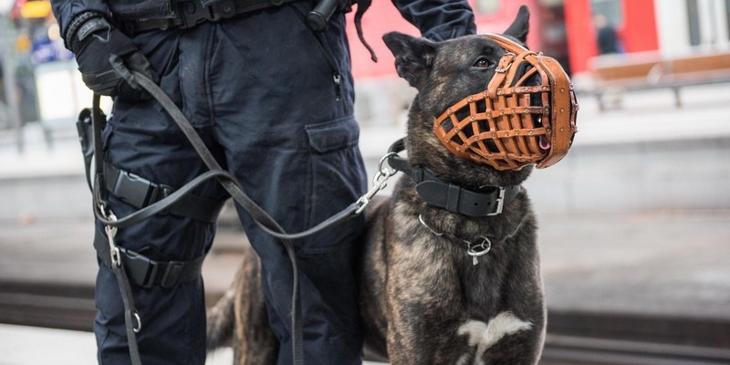BPOLI EF: Zu großer Maulkorb sorgte für Fahrtausschluss - Foto: presseportal.de