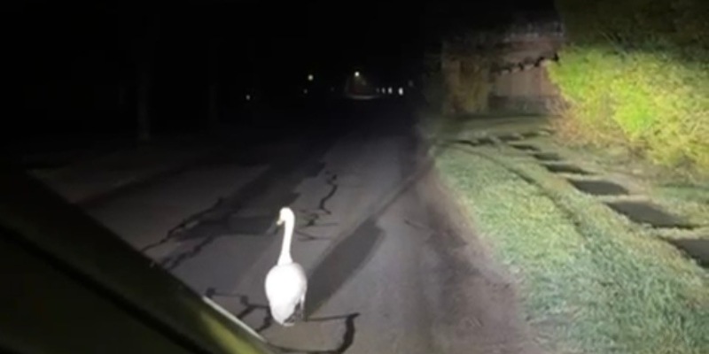 POL-NB: Nach Lärmbelästigung: Polizei führt Schwan ab - Foto: presseportal.de