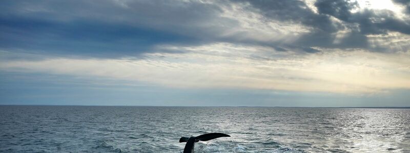 Erstmals gibt es ein UN-Abkommen zum Schutz der Hochsee. (Archivbild) - Foto: Robert F. Bukaty/AP
