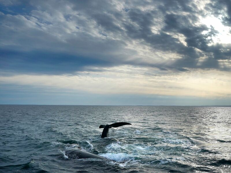 Erstmals gibt es ein UN-Abkommen zum Schutz der Hochsee. (Archivbild) - Foto: Robert F. Bukaty/AP