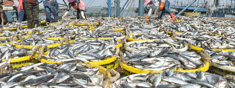 Das Abkommen hat zum Ziel, die Meereslebewesen in Gebieten außerhalb nationaler Gerichtsbarkeit zu schützen. (Archivbild) - Foto: Song Weiwei/XinHua/dpa
