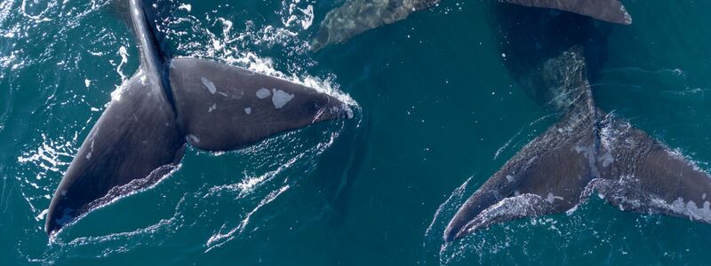 Die Hohe See umfasst etwa 40 Prozent der Erdoberfläche. (Archivbild) - Foto: Maxi Jonas/dpa