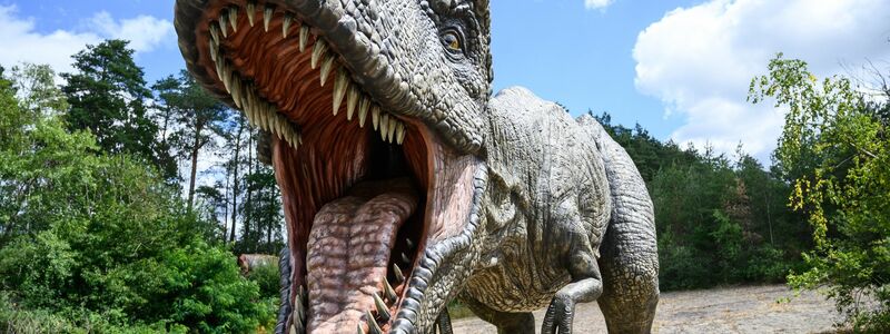 Ungefähr 15 bis 20 Jahre dauert es, bis ein Mensch ausgewachsen ist - beim gigantischen Tyrannosaurus rex waren es wohl zwei Jahrzehnte mehr. - Foto: Christophe Gateau/dpa