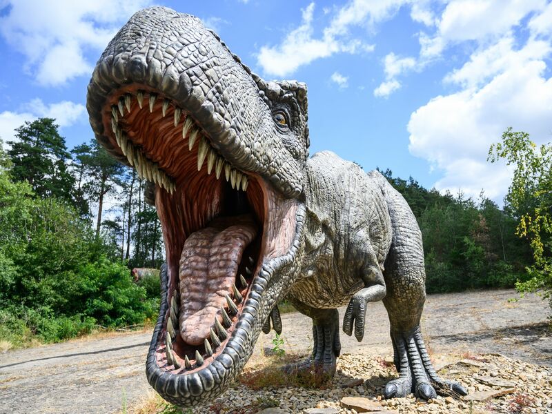 Ungefähr 15 bis 20 Jahre dauert es, bis ein Mensch ausgewachsen ist - beim gigantischen Tyrannosaurus rex waren es wohl zwei Jahrzehnte mehr. - Foto: Christophe Gateau/dpa