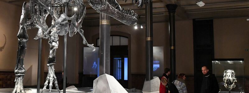 Einen Großteil seines Lebens verbrachte der T. rex wohl damit, mit kleineren Raubtieren um Nahrung zu konkurrieren. - Foto: Jens Kalaene/dpa-Zentralbild/dpa