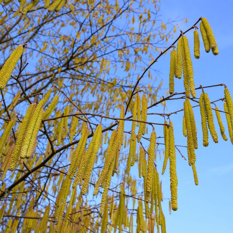 Pollen sind die häufigsten Auslöser allergischer Atemwegserkrankungen. - Foto: Patrick Pleul/dpa