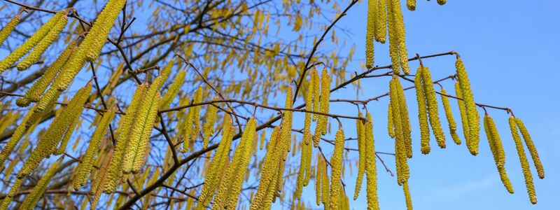 Pollen sind die häufigsten Auslöser allergischer Atemwegserkrankungen. - Foto: Patrick Pleul/dpa
