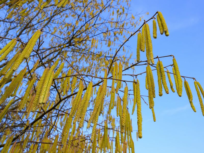 Pollen sind die häufigsten Auslöser allergischer Atemwegserkrankungen. - Foto: Patrick Pleul/dpa