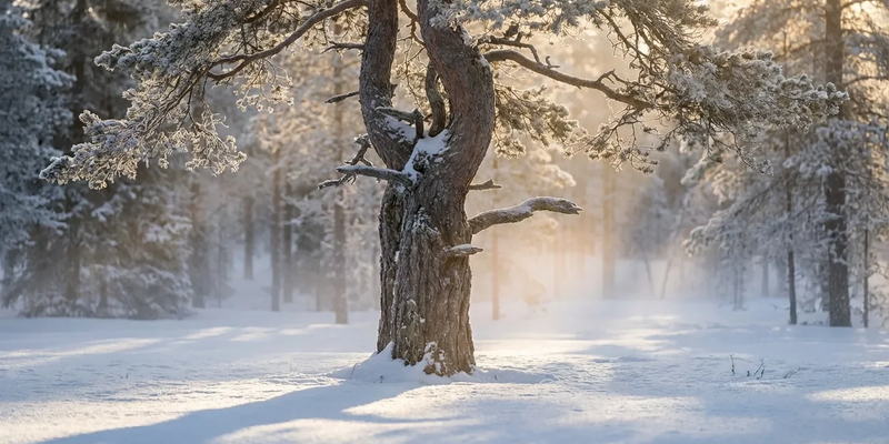 Sisu: Finnlands Geheimnis für mentale Stärke erobert die Welt - Foto: über boerse-global.de