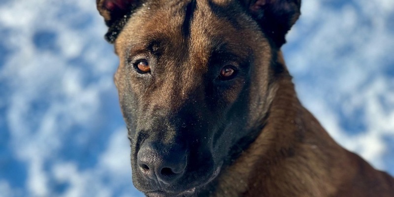 POL-RZ: Flucht vor der Polizeikontrolle - Tatverdächtiger durch Diensthund Duke gestellt - Foto: presseportal.de