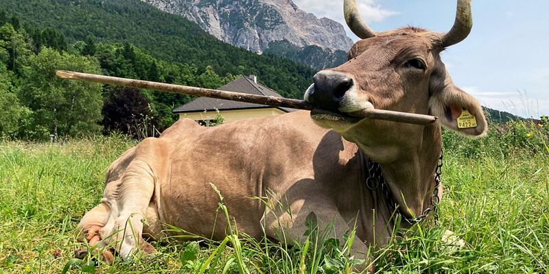 Für das Forschungsteam ist es der erste wissenschaftliche Nachweis einer solchen Art von Werkzeugnutzung. - Foto: Antonio Osuna Mascaró/Veterinärmedizinische Universität Wien/dpa