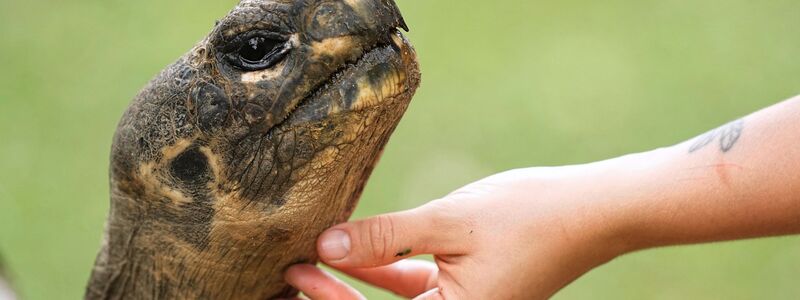Galapagos-Schildkröte Mommy wurde mit fast 100 Jahren noch Mama. - Foto: Matt Rourke/AP/dpa