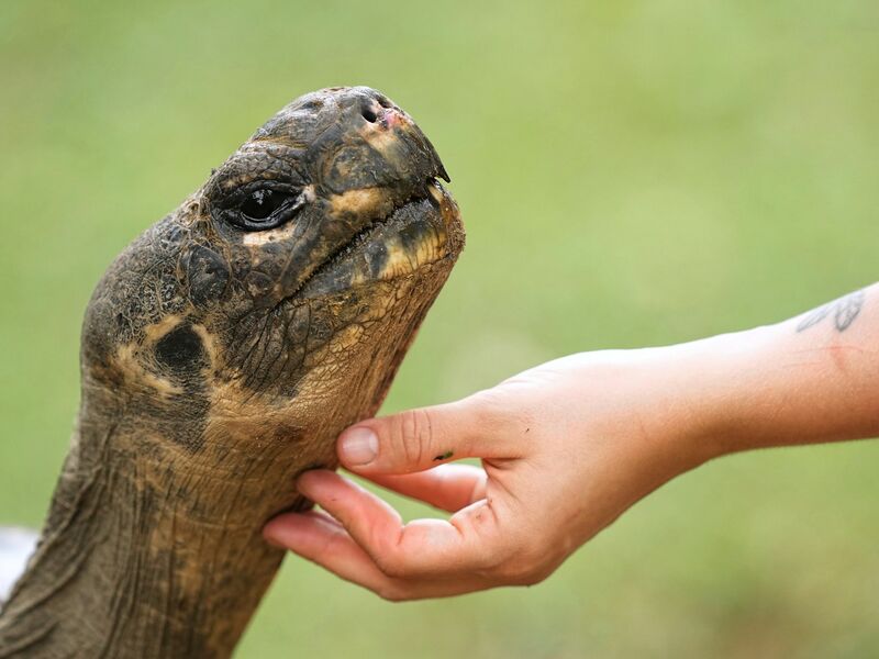 Galapagos-Schildkröte Mommy wurde mit fast 100 Jahren noch Mama. - Foto: Matt Rourke/AP/dpa