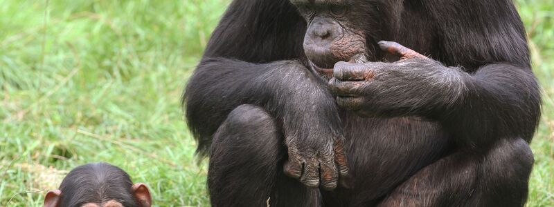 Jungtiere sind süß und Publikumsmagneten - doch wohin mit ihnen, wenn sie größer werden?  - Foto: Holger Hollemann/dpa