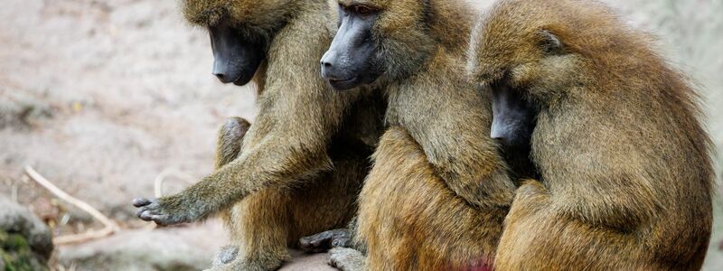 Die Tötung einiger Paviane im Tiergarten Nürnberg sorgte für viel Aufsehen. - Foto: Daniel Karmann/dpa