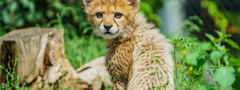 Junge Tiere gibt es in Zoos anteilig immer seltener. - Foto: Andreas Arnold/dpa