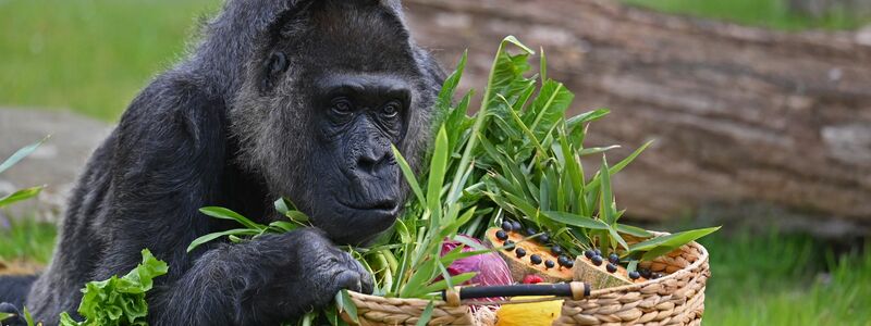 Gorillas zählen zu den Arten, deren Erhalt hohe Priorität hat. - Foto: Lilli Förter/dpa