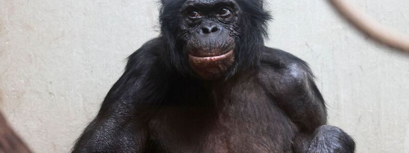 Viele Tiere werden im Zoo deutlich älter als im Mittel in der Wildbahn.  - Foto: Claudia Philipp/Zoo Wuppertal/dpa
