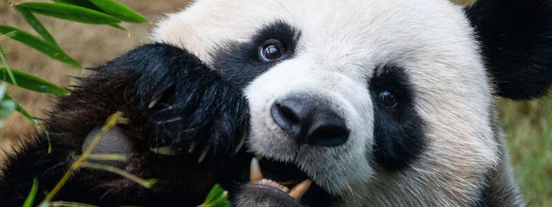 Riesenpandas locken in Zoos viele Besucher an, auch weil sie als besonders niedlich gelten. (Archivbild) - Foto: Chan Long Hei/AP/dpa