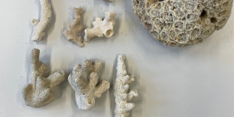 HZA-K: Kölner Zoll findet artengeschützte Steinkoralle in der Größe einer Honigmelone / Thailand-Urlaub endet für 56-jährigen Deutschen mit Ermittlungsverfahren - Foto: presseportal.de