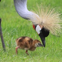 Glücksboten in Gefahr: Der Kronenkranich ist das Zootier des Jahres 2026 - Foto: presseportal.de