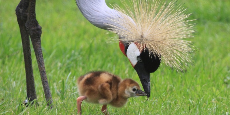 Glücksboten in Gefahr: Der Kronenkranich ist das Zootier des Jahres 2026 - Foto: presseportal.de