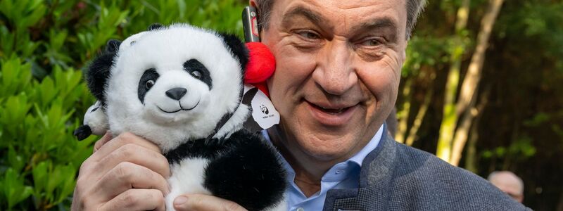 Auch Bayerns Ministerpräsident Markus Söder (r.) hat Gefallen an Pandas gefunden. (Archivbild) - Foto: Peter Kneffel/dpa