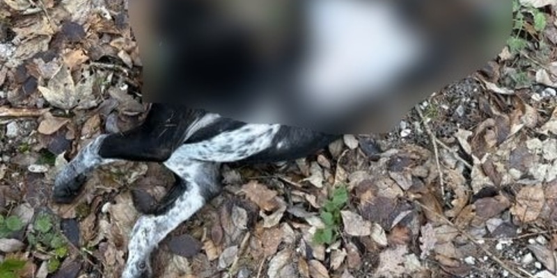 POL-HM: Tote Hündin auf Wanderparkplatz aufgefunden - Polizei bittet um Hinweise - Foto: presseportal.de