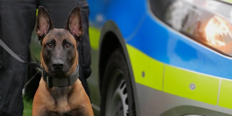 POL-HA: Diensthündin Pixel stellt Einbrecher und zieht ihn am Arm aus einem Schrank - Foto: presseportal.de