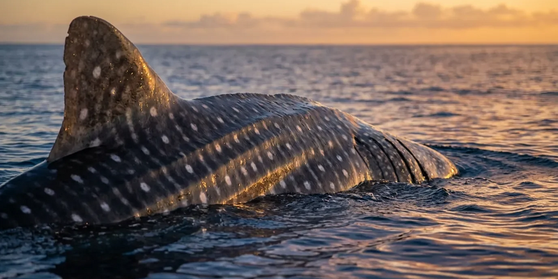 CITES und Hochsee-Vertrag verschärfen Artenschutz weltweit - Foto: über boerse-global.de