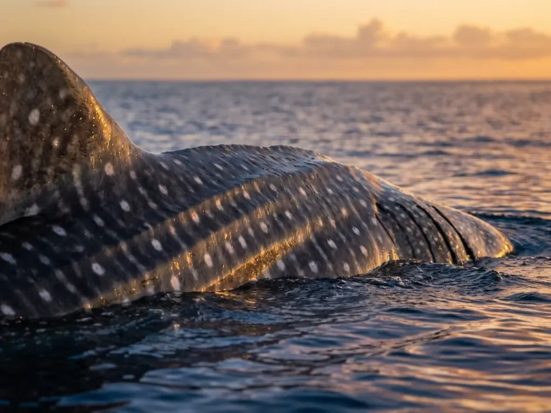 CITES und Hochsee-Vertrag verschärfen Artenschutz weltweit - Foto: über boerse-global.de