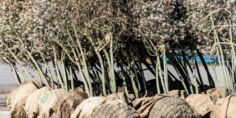 Frühjahrspflanzung 2026: Angespannte Lage am Gehölzmarkt erfordert frühzeitige Disposition - Foto: presseportal.de