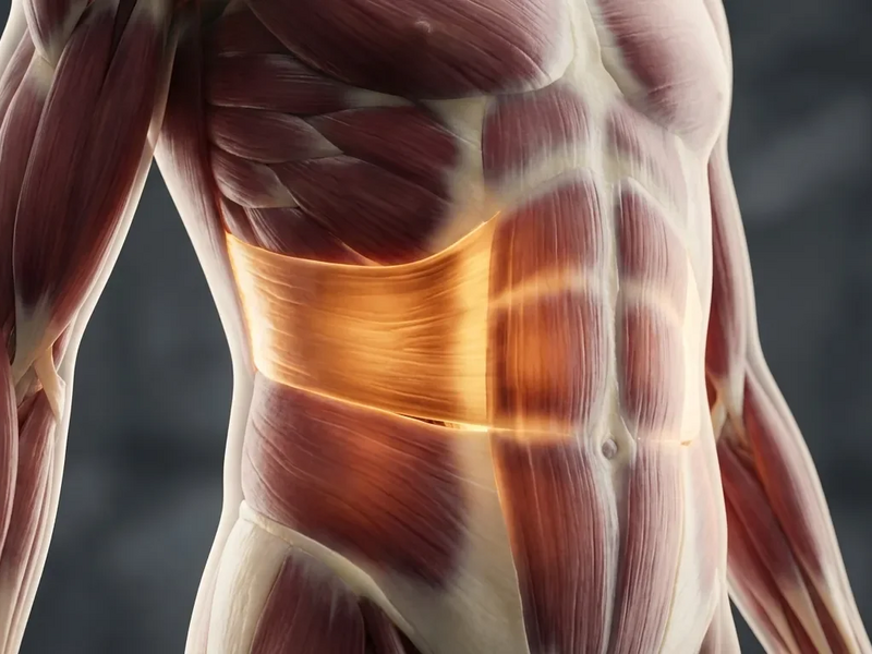 Transversus Abdominis: Der geheime Kraftgürtel für Ihren Rücken - Foto: über boerse-global.de