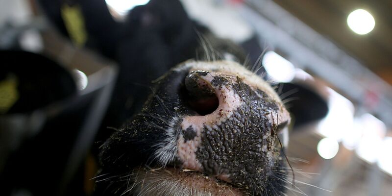 Erstmals sind in Europa bei einer Kuh Antikörper gegen die Vogelgrippe festgestellt worden. (Symbolbild) - Foto: Oliver Berg/dpa