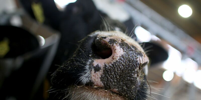 Erstmals sind in Europa bei einer Kuh Antikörper gegen die Vogelgrippe festgestellt worden. (Symbolbild) - Foto: Oliver Berg/dpa