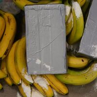 Kokain-Dealer suchen sich nach Angaben von Europol immer neue Schmuggelwege. (Symbolbild) - Foto: Marcus Brandt/dpa