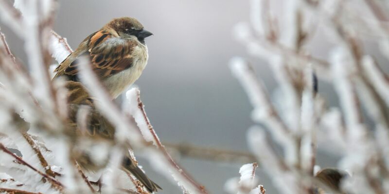 Trotz eines Rückgangs führt der Haussperling die Rangliste weiter an. - Foto: Thomas Warnack/dpa