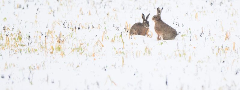 Trotz Schneefall war vor allem der Dezember nach Experteneinschätzung bislang zu trocken in Deutschland. (Symbolbild) - Foto: Julian Stratenschulte/dpa
