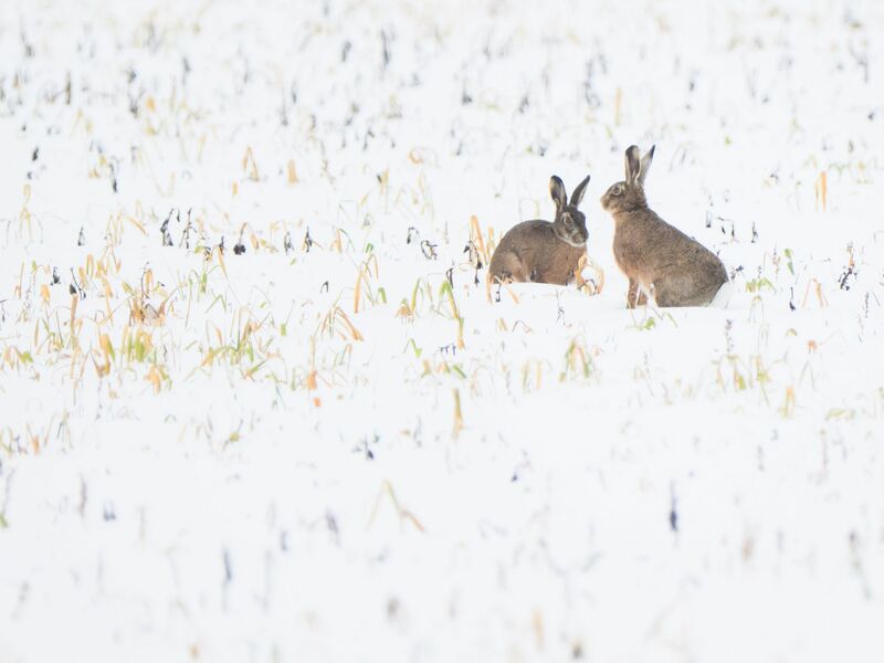 Trotz Schneefall war vor allem der Dezember nach Experteneinschätzung bislang zu trocken in Deutschland. (Symbolbild) - Foto: Julian Stratenschulte/dpa