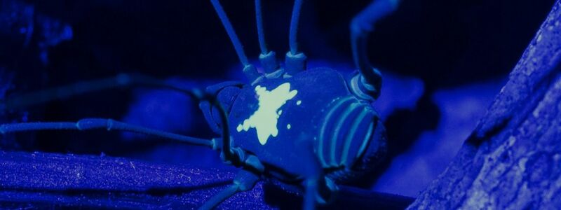 Unter UV-Licht kommt das Rückenmuster des Weberknechts besonders zur Geltung. - Foto: Konrad Wothe/SNSB/dpa