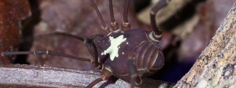 Je nach Art unterscheiden sich die weißen Muster auf den Rücken der Tiere. - Foto: Konrad Wothe/SNSB/dpa