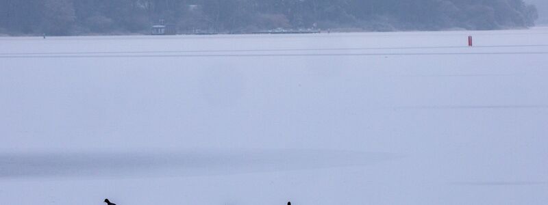 Blässhühner sind auf der komplett vereisten Müritz bei der Futtersuche unterwegs.  - Foto: Jens Büttner/dpa