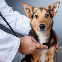 Jetzt Vorsorge planen: Haustieren einen gesunden Start ins neue Jahr ermöglichen! - Foto: presseportal.de