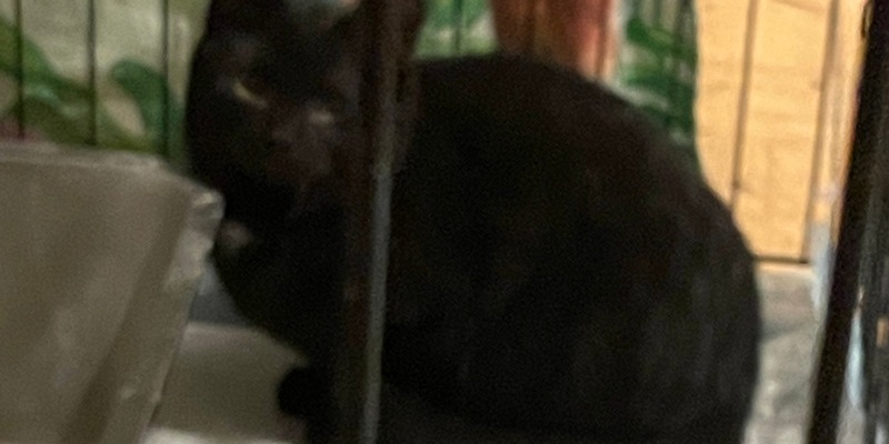 FW Dinslaken: Tierrettung in Dinslaken - Drei Katzen aus Versorgungsschacht gerettet - Foto: presseportal.de