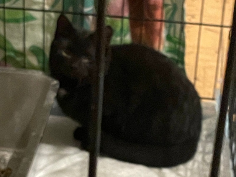 FW Dinslaken: Tierrettung in Dinslaken - Drei Katzen aus Versorgungsschacht gerettet - Foto: presseportal.de