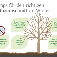 Winterschnitt bei Obstbäumen: Jetzt die Grundlage für gesunde Bäume und gute Ernten schaffen - Foto: presseportal.de
